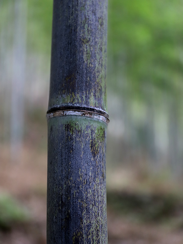 虎竹、tiger bamboo