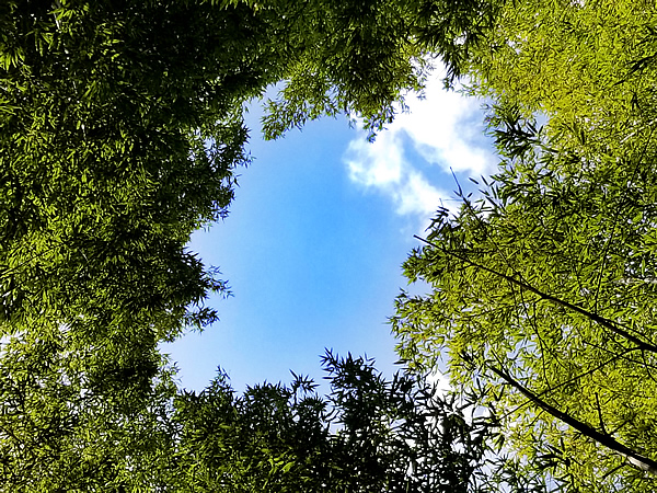 竹林の空