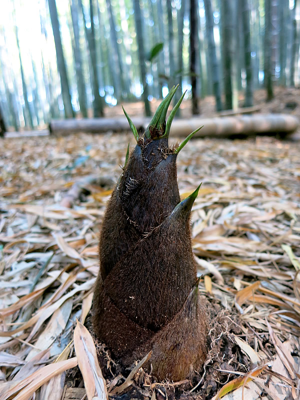 筍、タケノコ