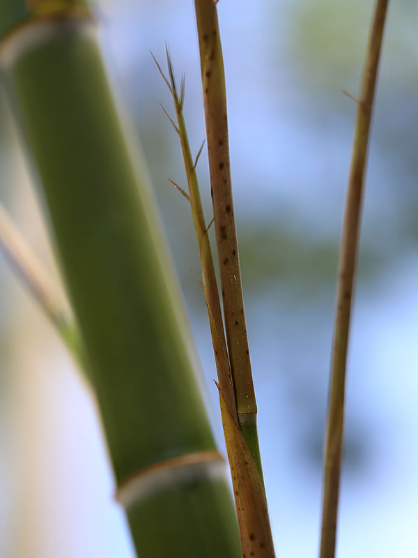 竹枝