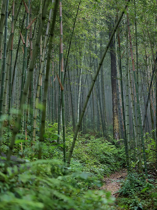 雨の虎竹の里