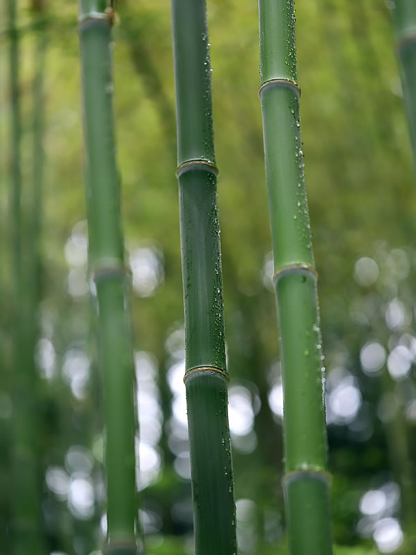 虎竹の若竹