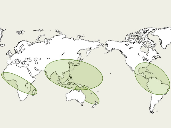 1世界の竹分布図