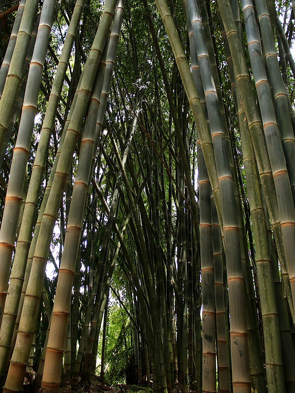 グアドゥア・アングスティフォリア（Guadua Angustifolia）