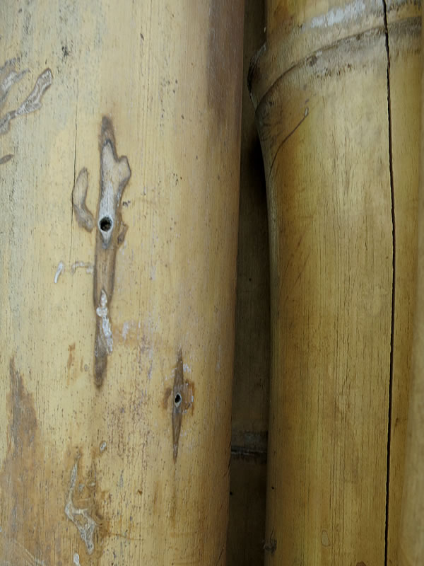 竹の虫穴