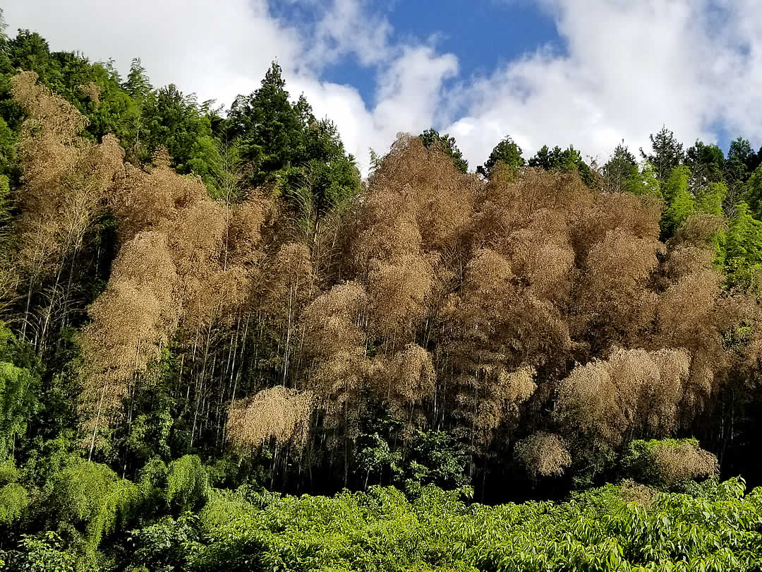 竹の開花