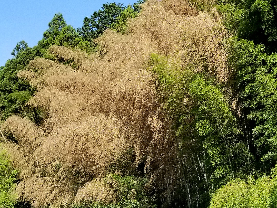 竹と笹の違い、孟宗竹の開花