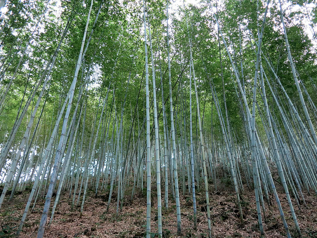 日本唯一の虎竹林