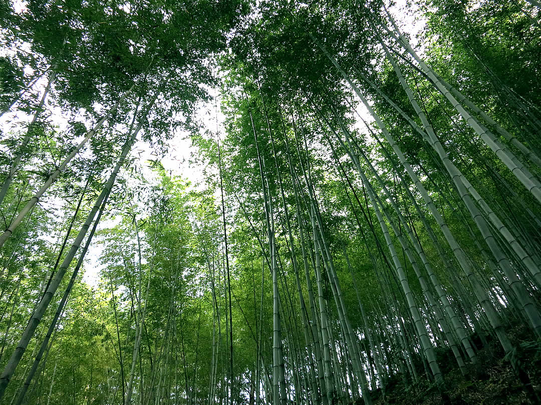 日本唯一の虎竹林