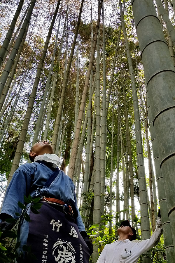 孟宗竹の花を見上げる竹虎四代目（山岸義浩）