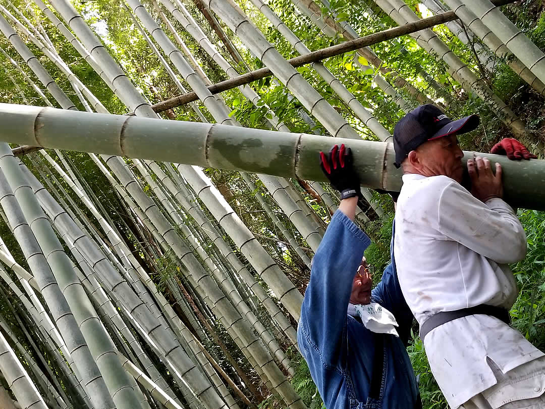 孟宗竹の花、竹虎四代目(山岸義浩)