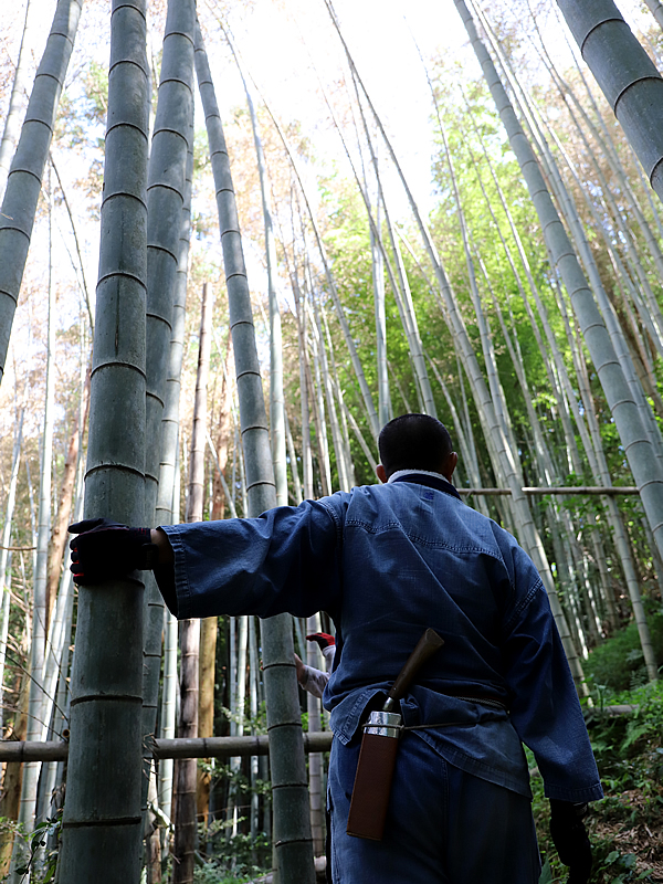 孟宗竹、竹虎四代目（山岸義浩）