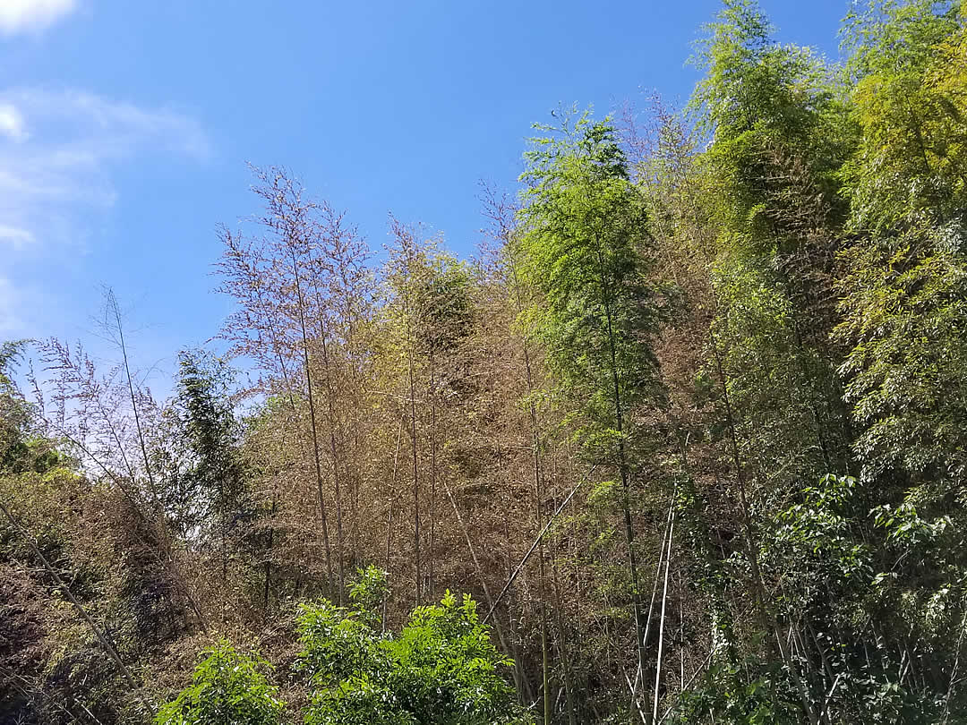 炉峰禅寺一隅：茂林修竹绕其左右 香火旺盛禅意盎然 凤凰网浙江_凤凰网