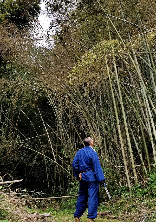 淡竹の花、竹虎四代目