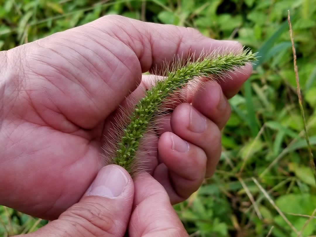 孟宗竹開花