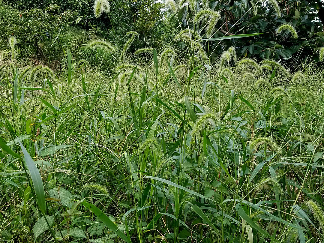 撹乱依存植物