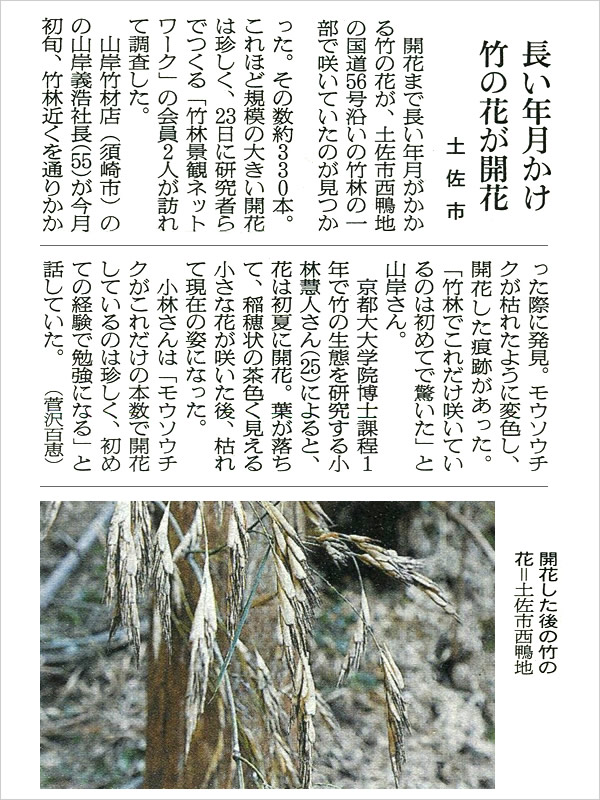 朝日新聞、竹の花