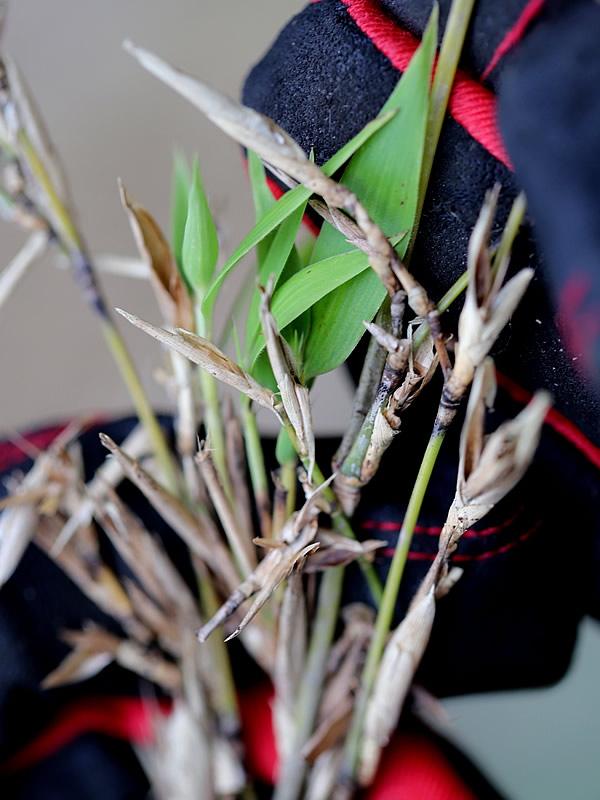 淡竹の花