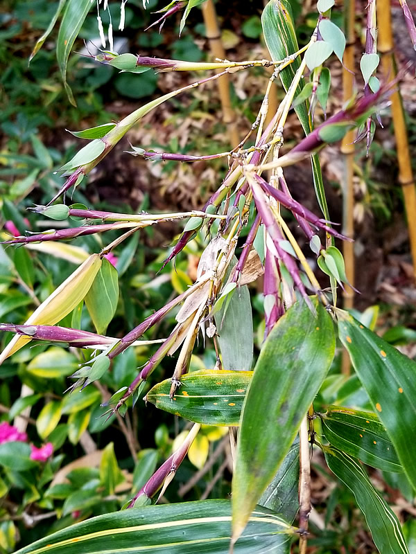 キンメイチク(金明竹)開花