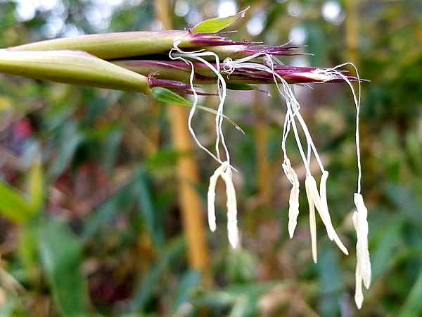 キンメイチク(金明竹)の花