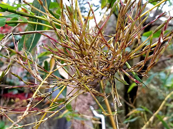 キンメイチク(金明竹)竹の花