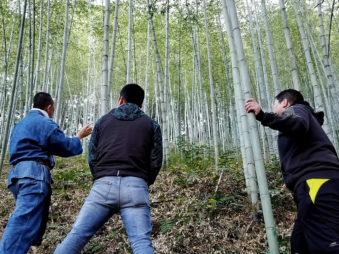 日本唯一虎竹の竹林