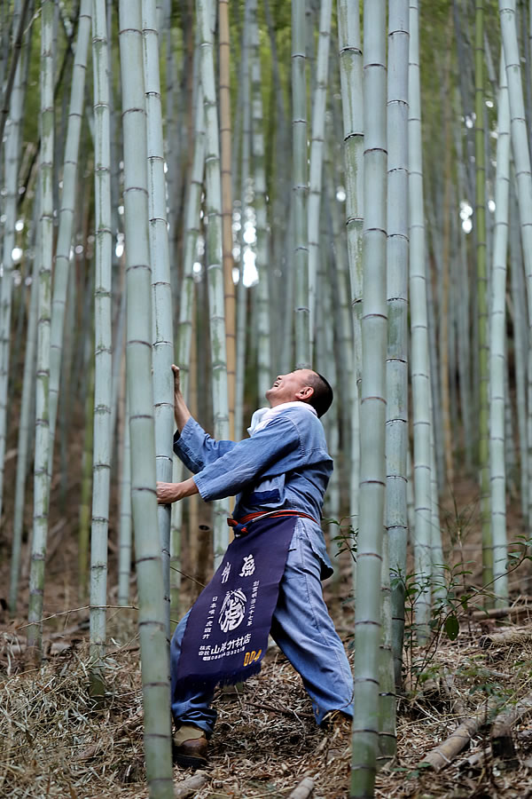 日本唯一の虎竹