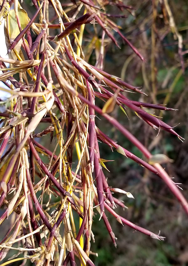 キンメイチク(金明竹)開花