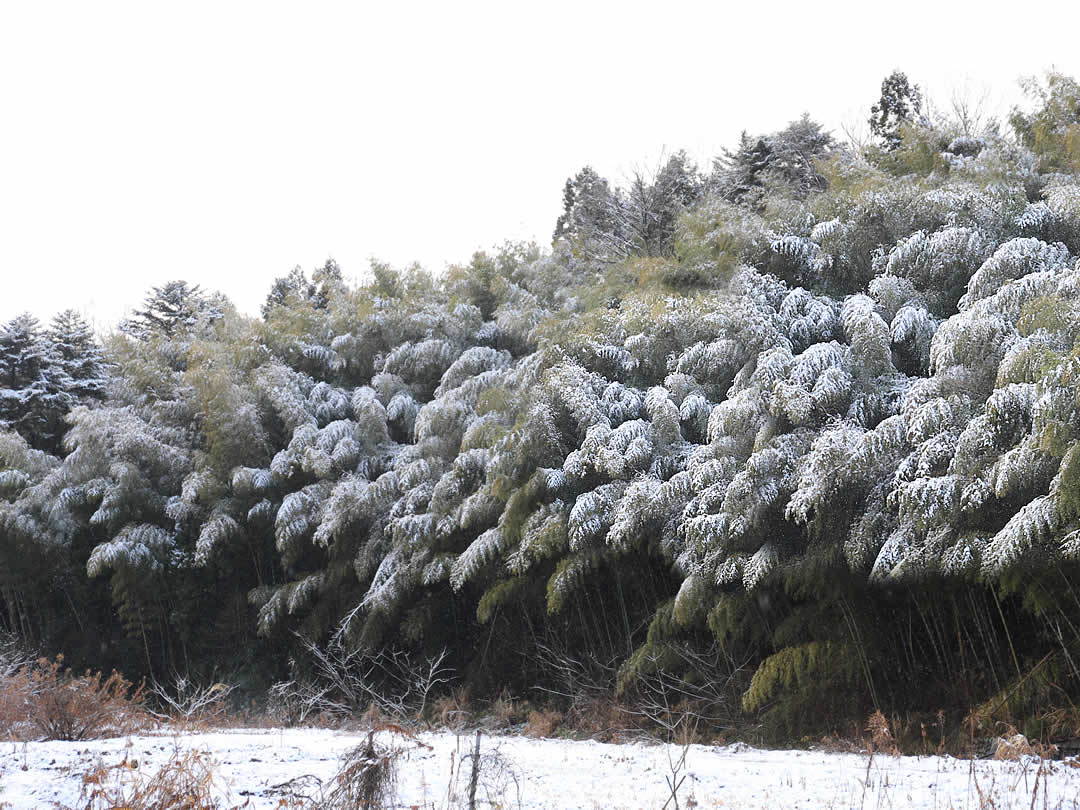 竹と雪