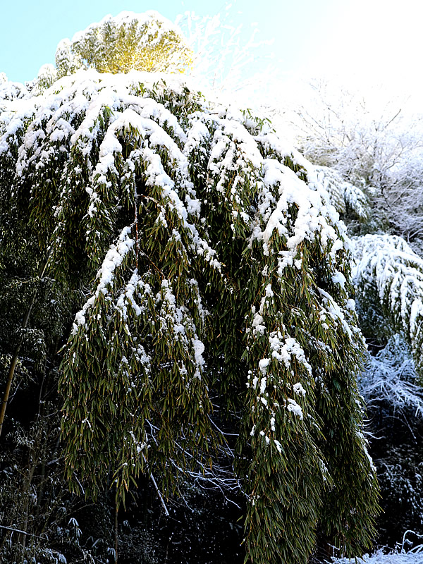 竹と雪