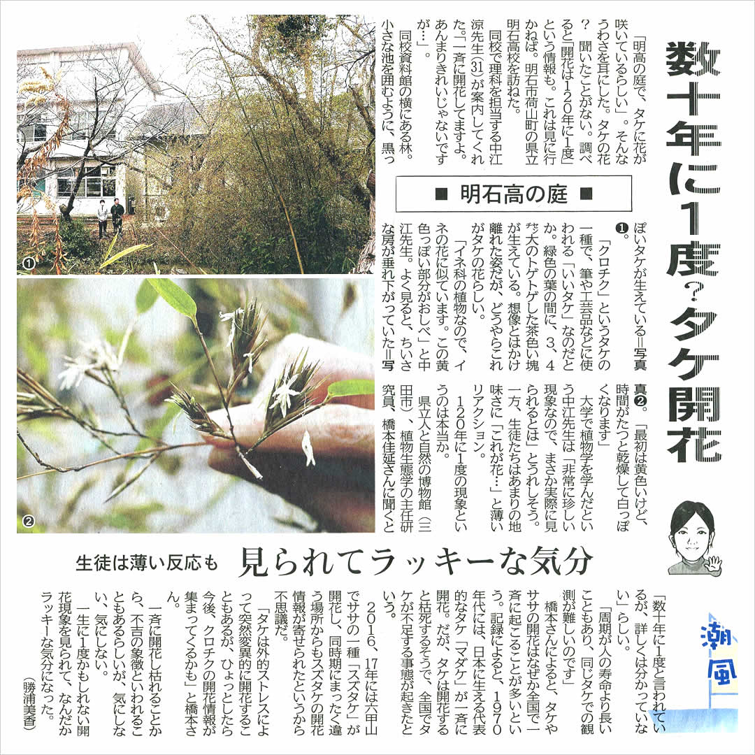 黒竹の開花、新聞記事