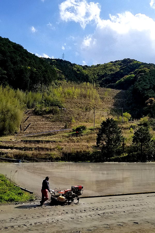 田植え