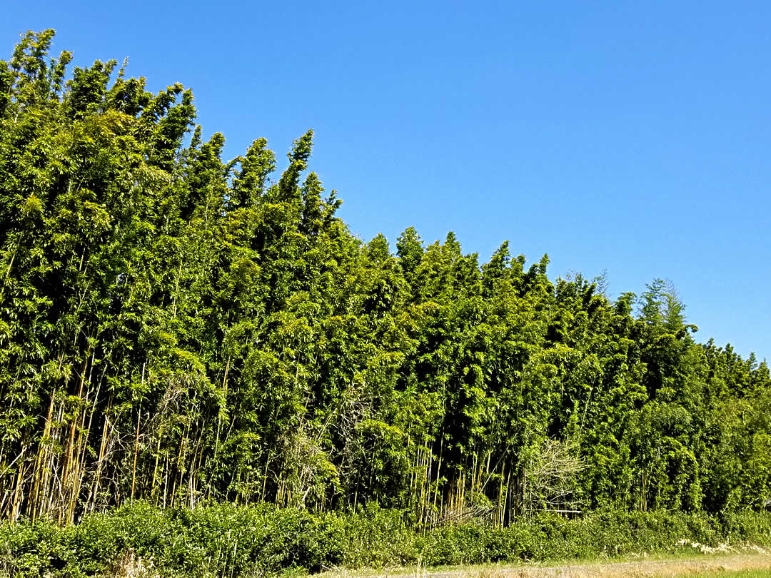 河川の竹林