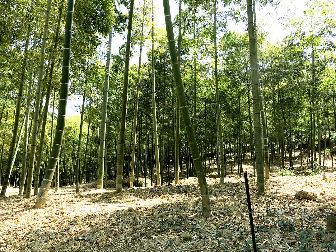 京都の筍竹林