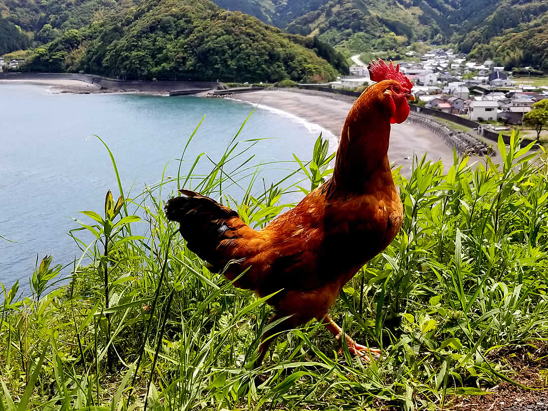 虎竹の里、野良鶏