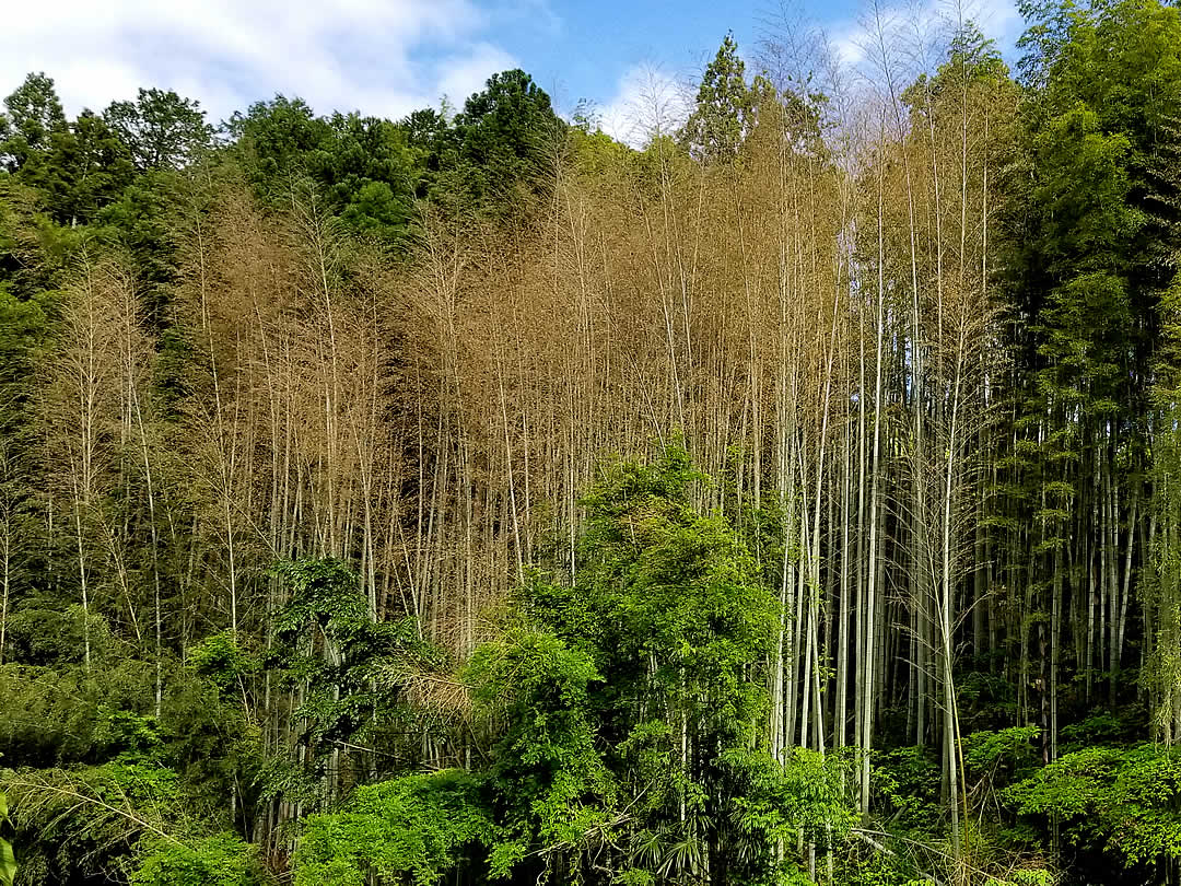 開花した孟宗竹