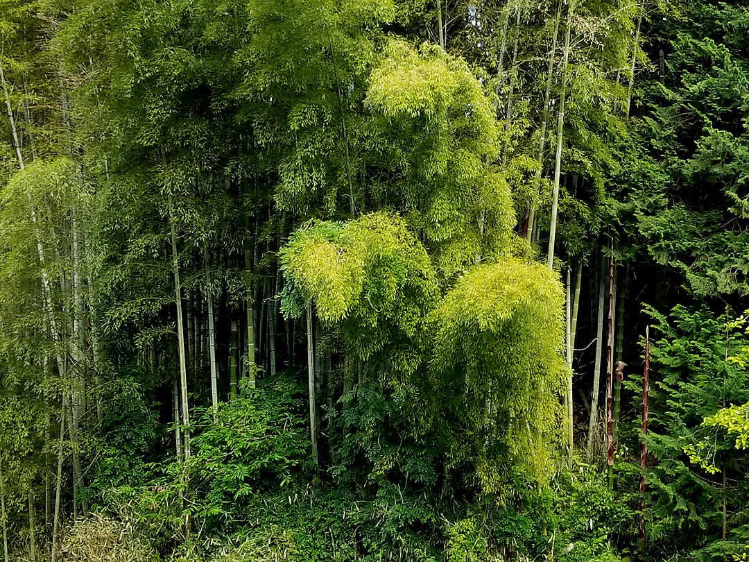 開花した孟宗竹