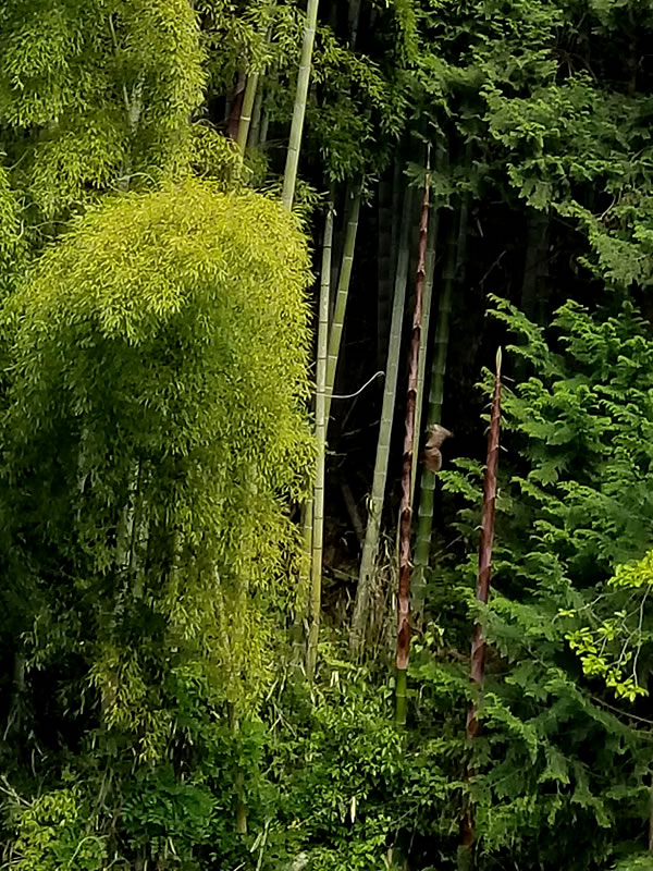 開花した孟宗竹