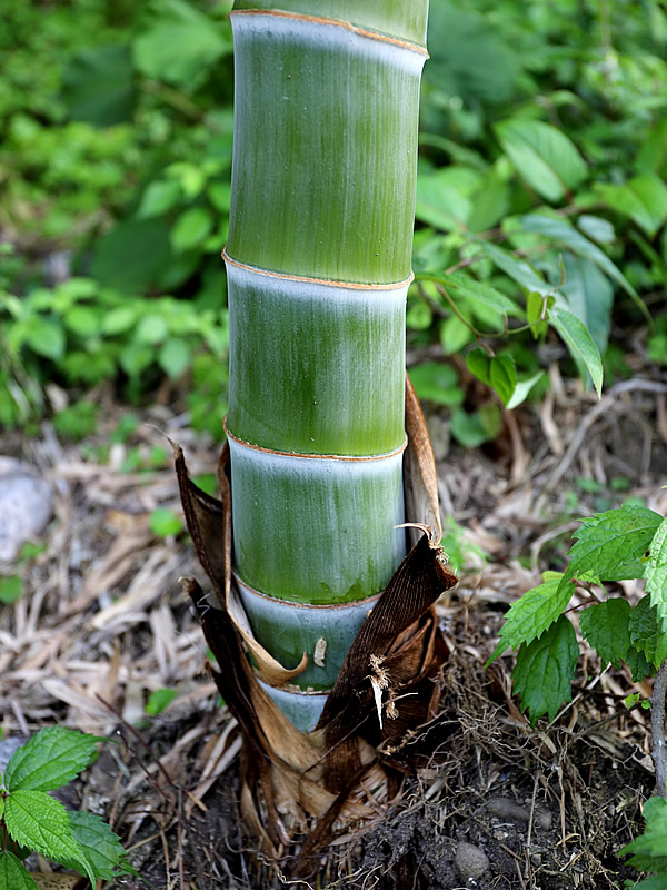 孟宗竹筍