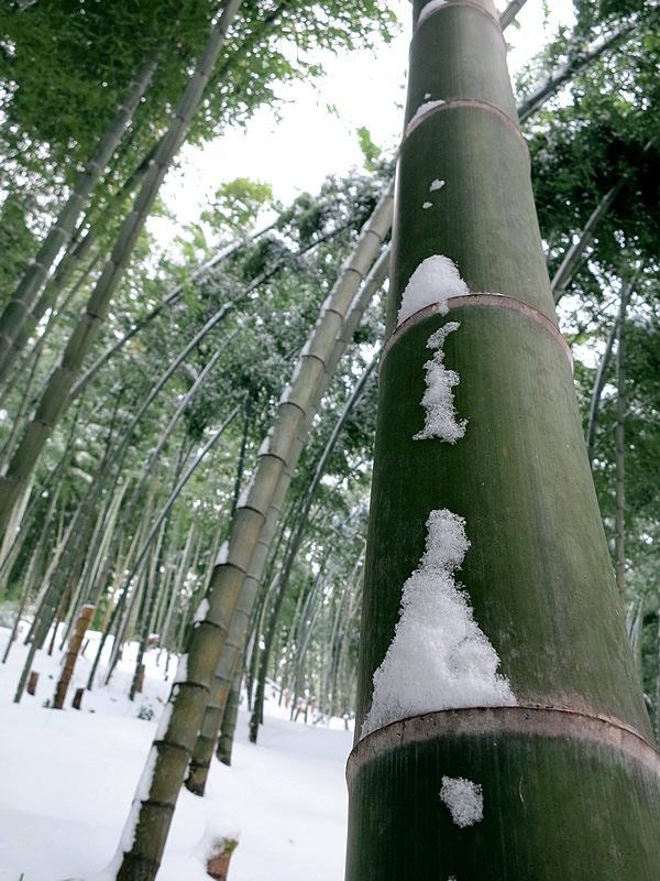 雪の中の竹