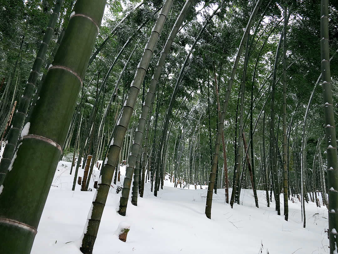 雪の孟宗竹