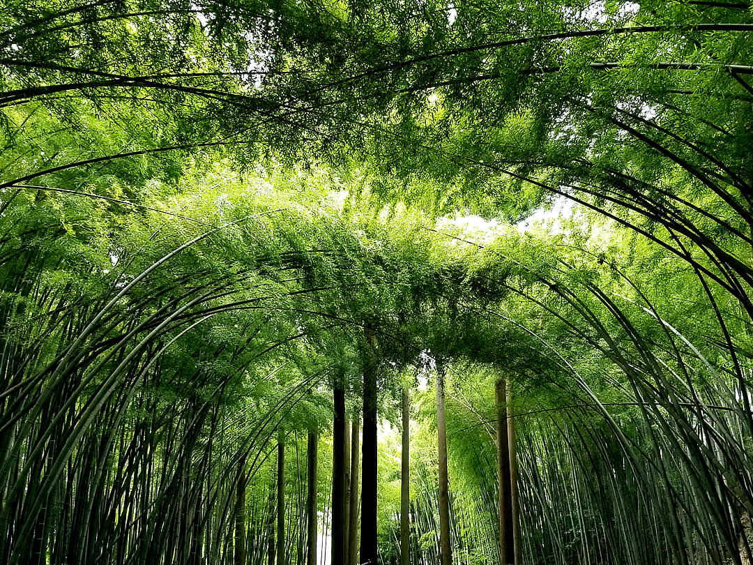 日本の 竹の日 Japan S Bamboo Day 竹虎四代目がゆく