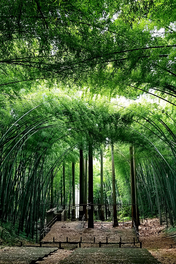 日本の 竹の日 Japan S Bamboo Day 竹虎四代目がゆく