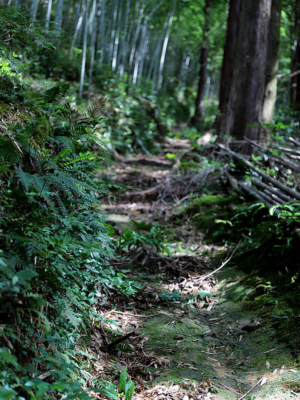 竹の道