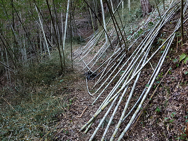 虎竹の里、竹の伐採、山出し