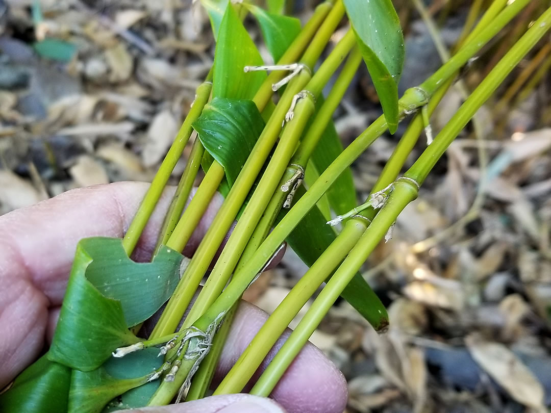 メゴ笹、おかめ笹