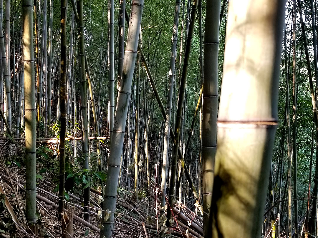 虎竹の里、竹林