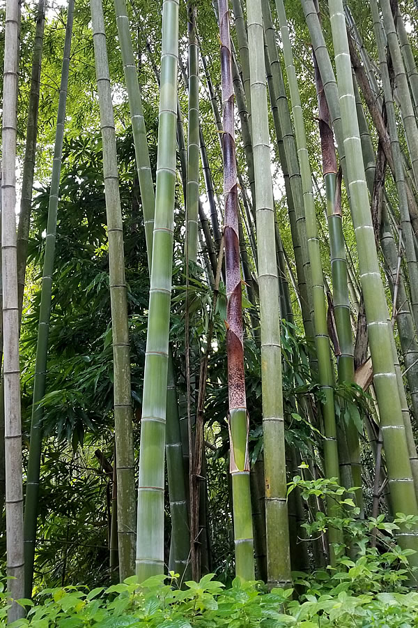 孟宗竹の竹皮