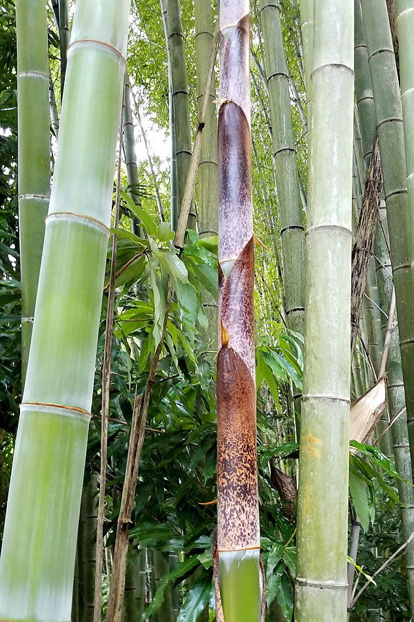 筍から若竹に