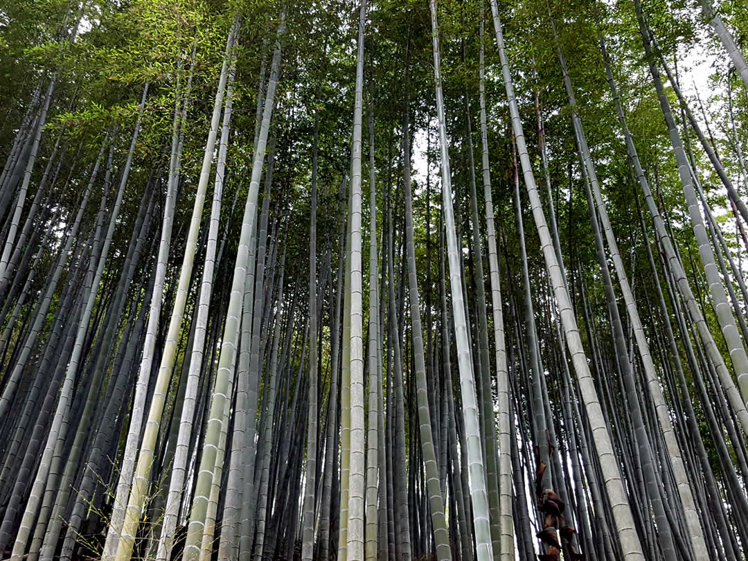 四ツ目編みのエビラについて 竹虎四代目がゆく